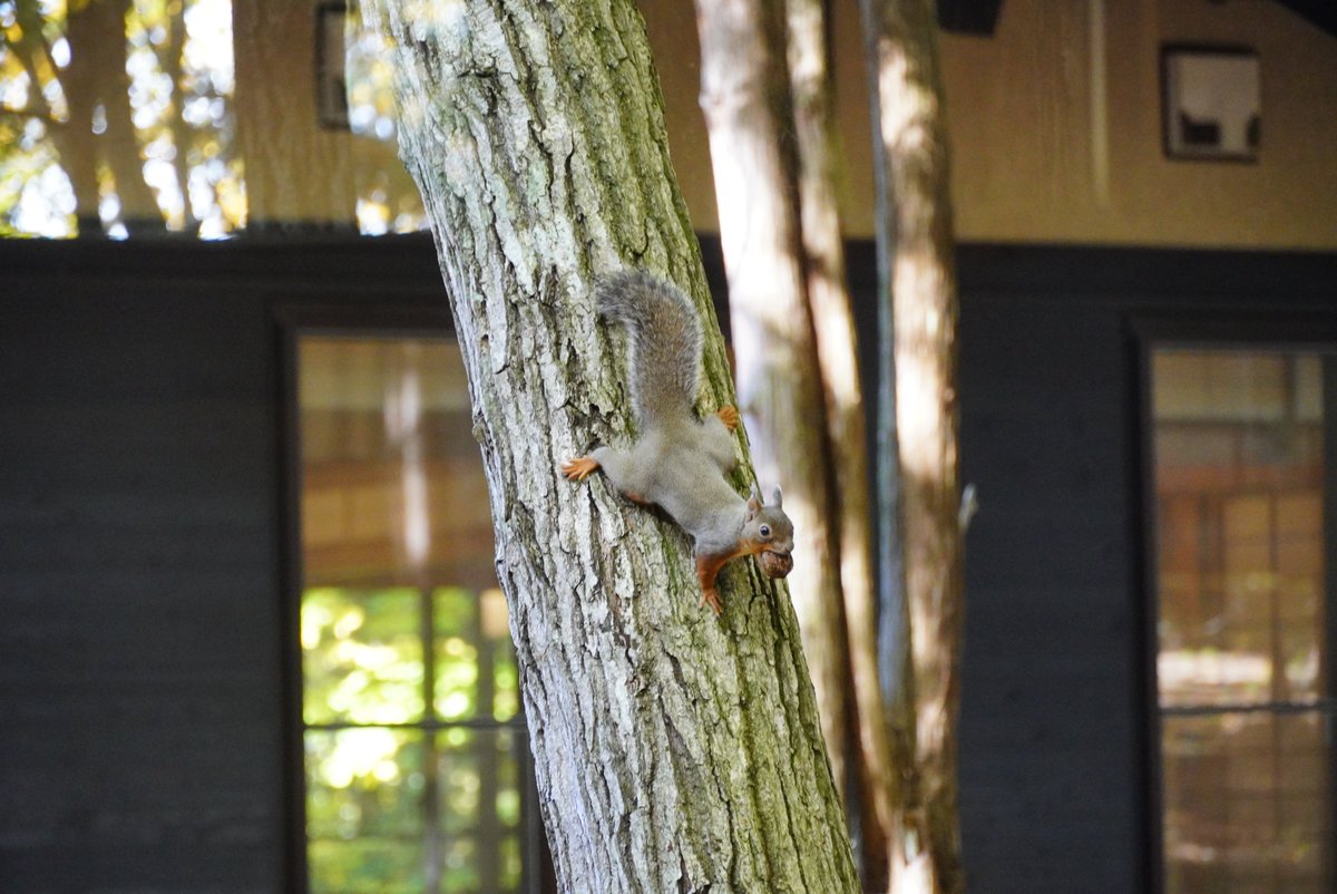 ゆこたんの森【岩手 雫石 南網張ありね 温泉】 on X