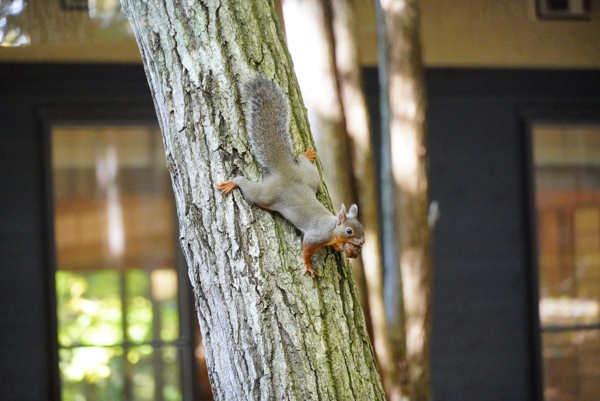 貴重　　山シリーズ　コタンの森 ゆこたんの森【岩手 雫石 南網張ありね 温泉】 on X
