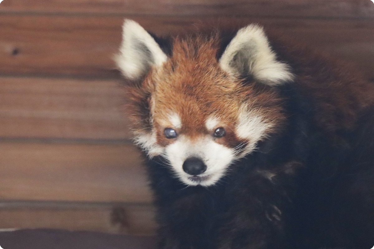 風太くん推し (@oshichichan) / Posts / X