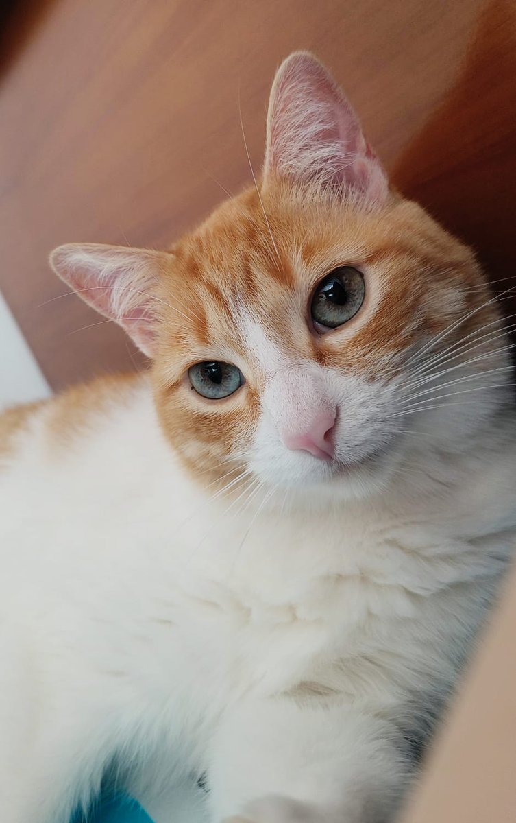 David 🇪🇭 tweet media