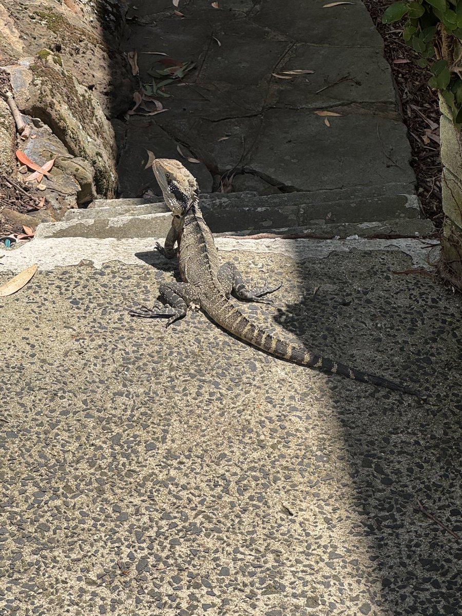 The guardian of the garden…