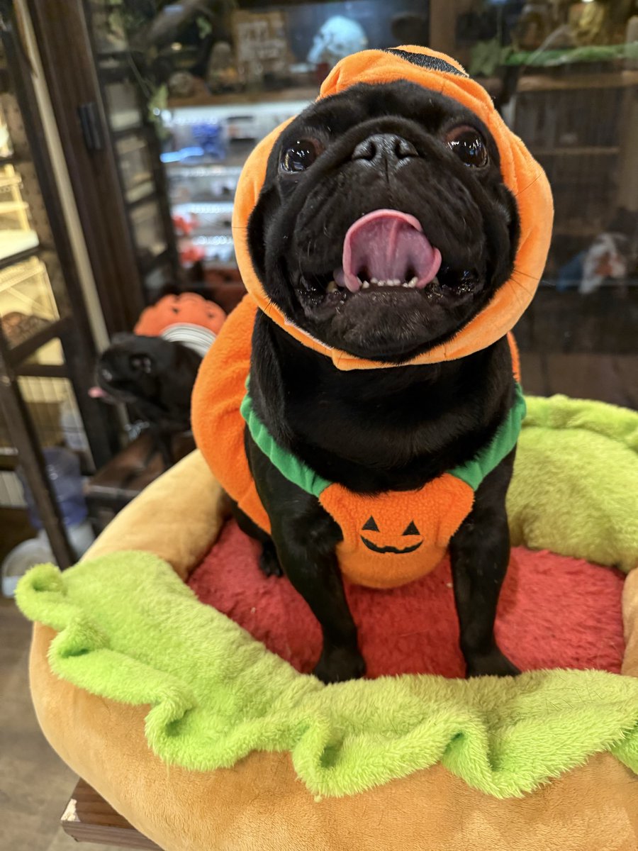 Animal Café 百奇夜行 on X