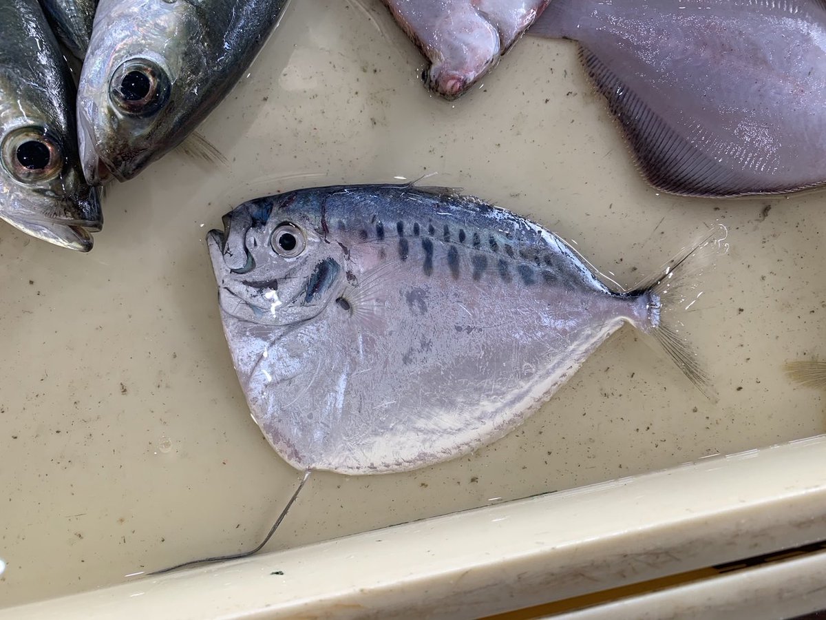 へんな魚おじさん (@_Sakana_Ojisan) / Posts / X