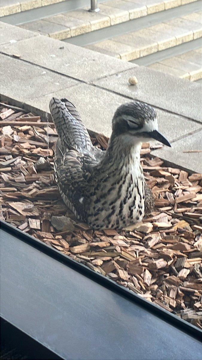 This guy straight chilling