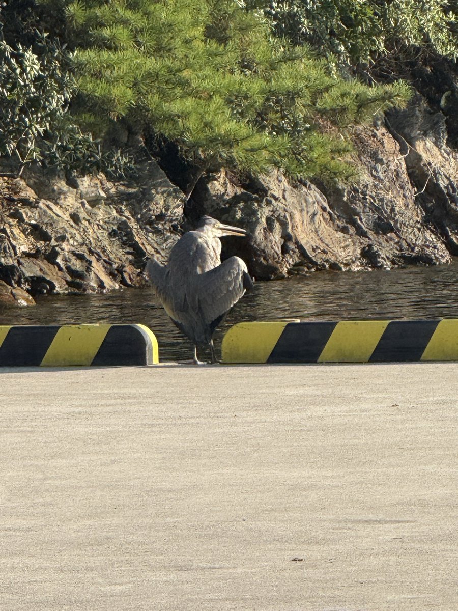 PSO2_Noa_ship1's tweet image. 何回みてもおもろいな、この日光浴