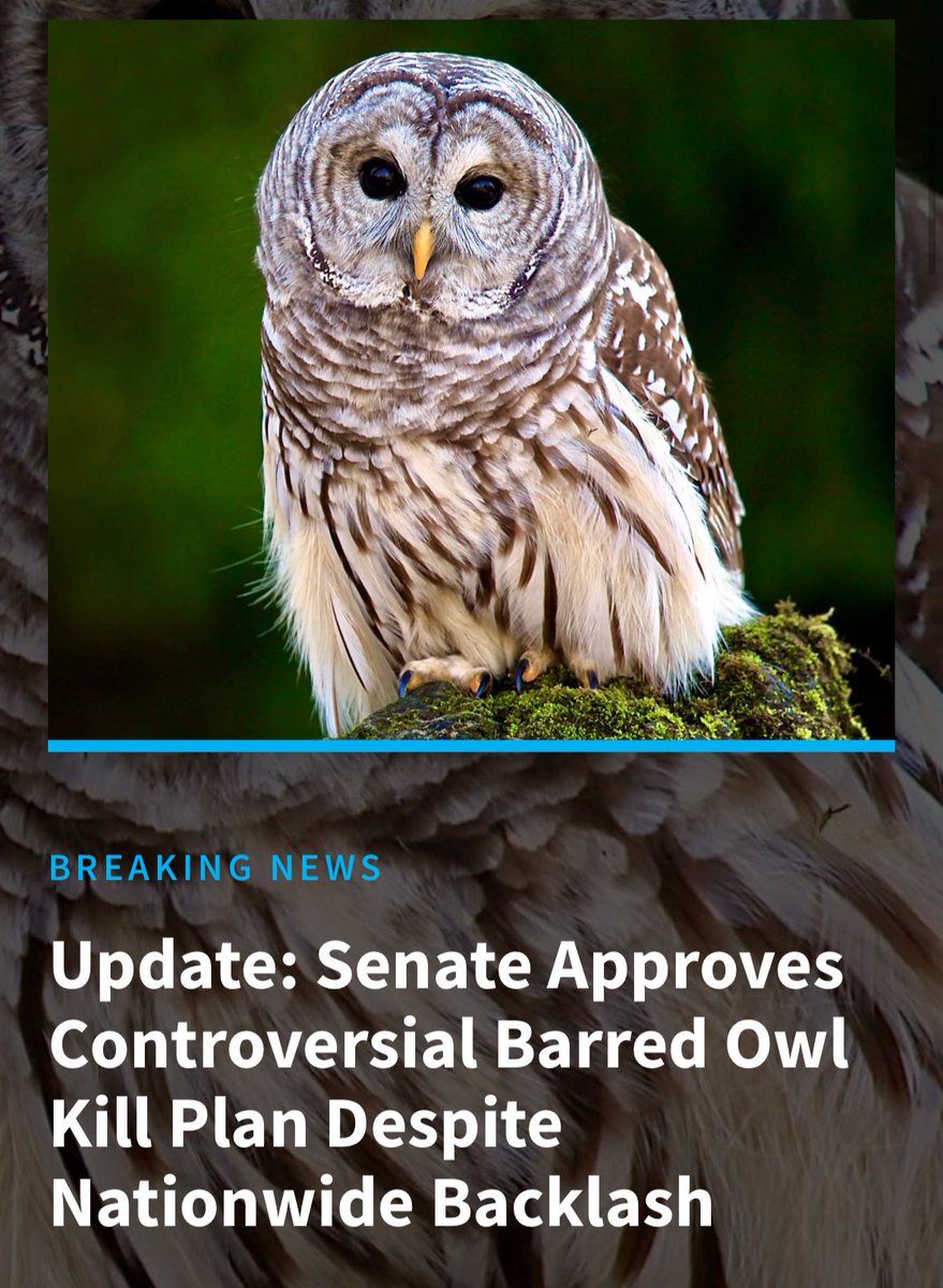 senate voted 72-25 to kill 450,000 barred owls today. the issue is a bit deeper than that so recommend you look into it!