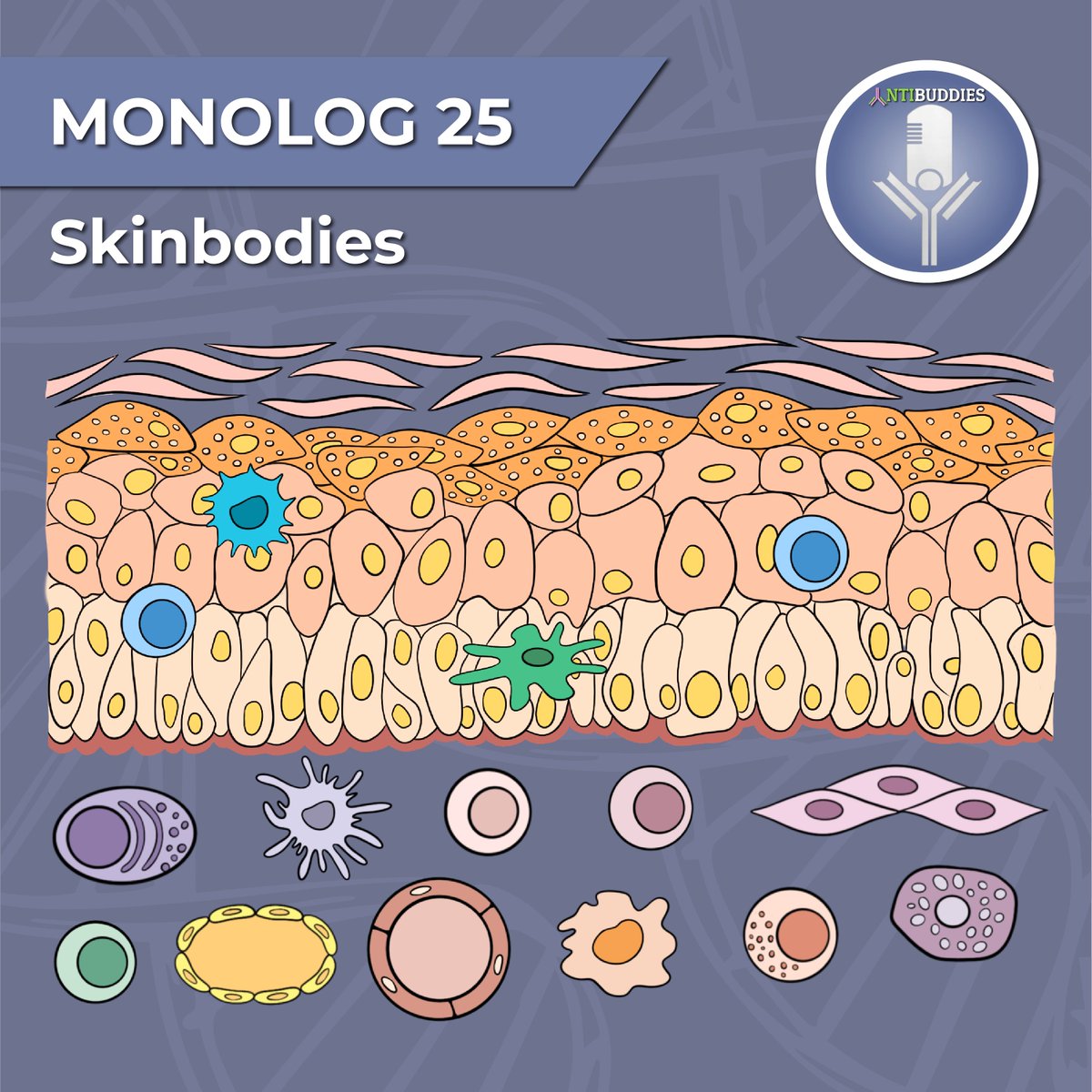 Hey All! We are back with a new podcast episode! Join Casey and uncover the interesting role of the skin producing antibodies 🤯
#antibuddiespodcast #scicomm #Immunology 

open.spotify.com/episode/4USZuu…