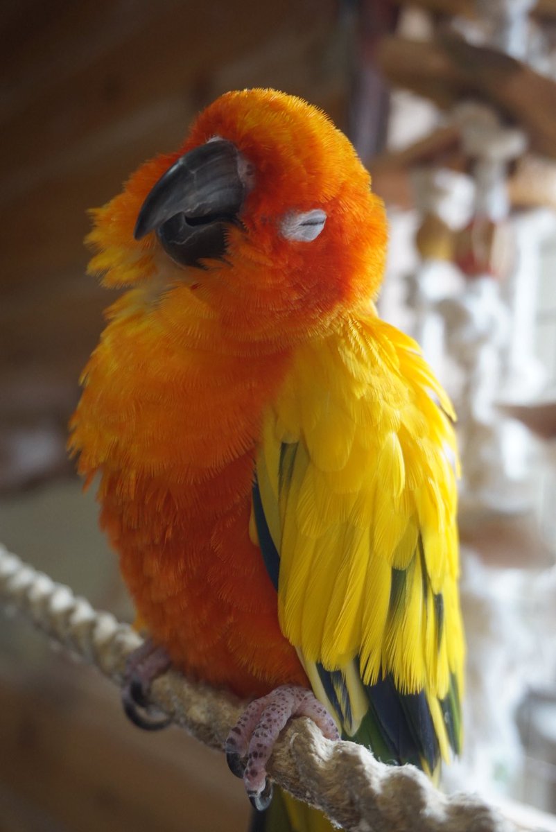 おは #黄金曜日 ✨
#柑橘戦隊 本部、
今日はおやすみなのでギャウ🍊