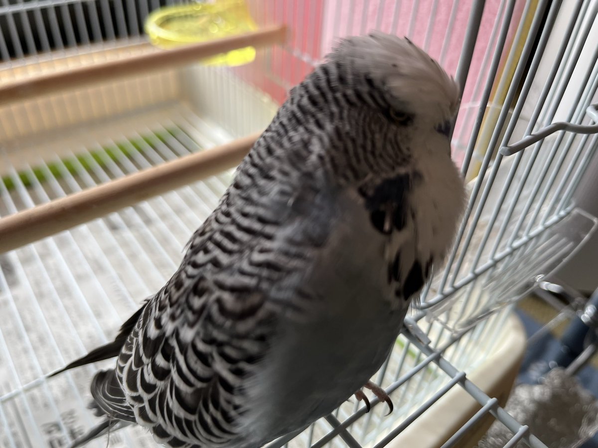 スピールフォーム　鳥小屋 スピールフォーム 鳥小屋