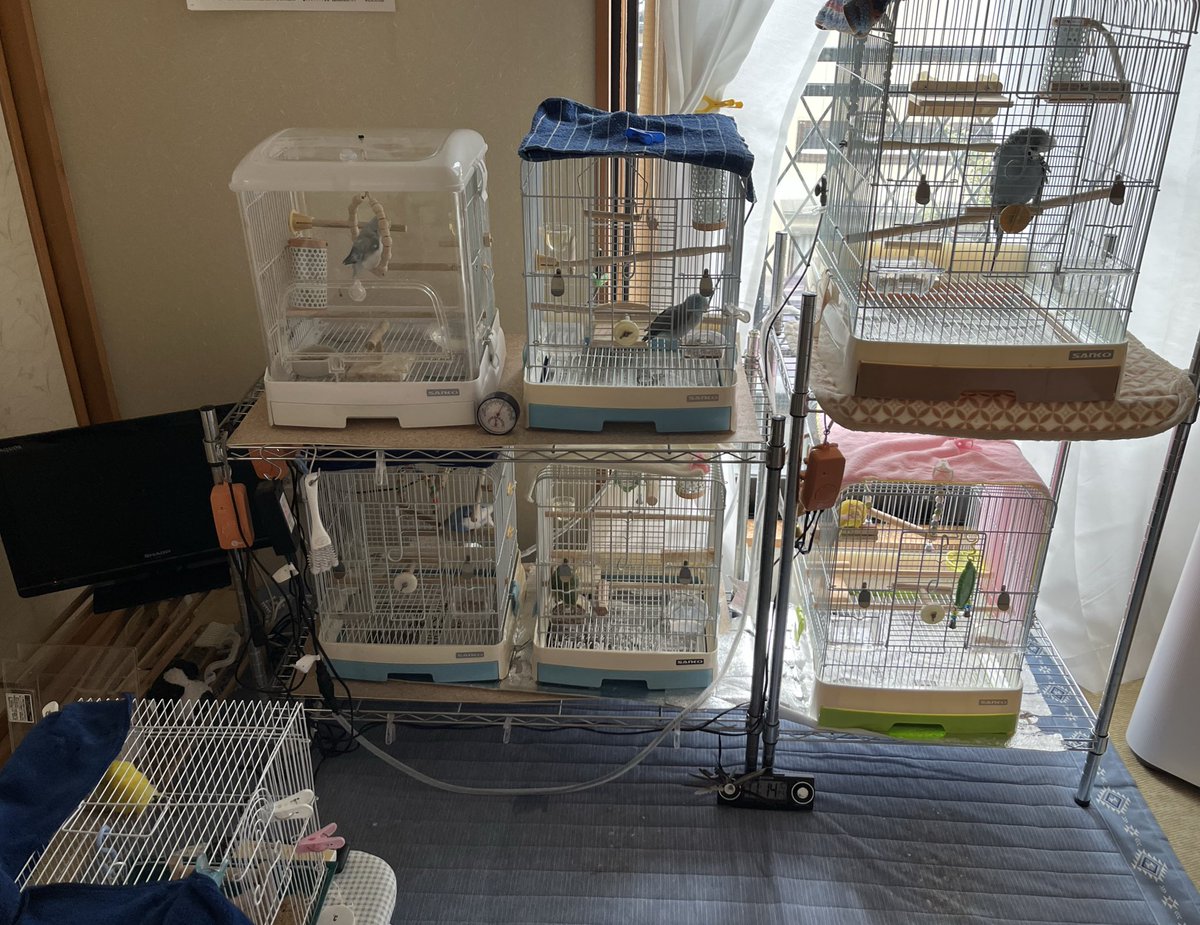 ウグイス、ホホジロ和鳥かご ウグイス、ホホジロ和鳥かご ウグイス