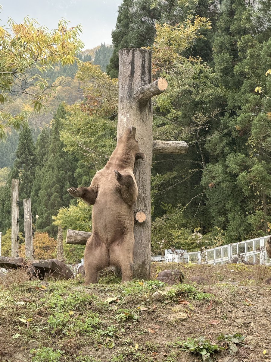 もんくまちゃん (@wnZpfcF2ERBgEUG) / Posts / X