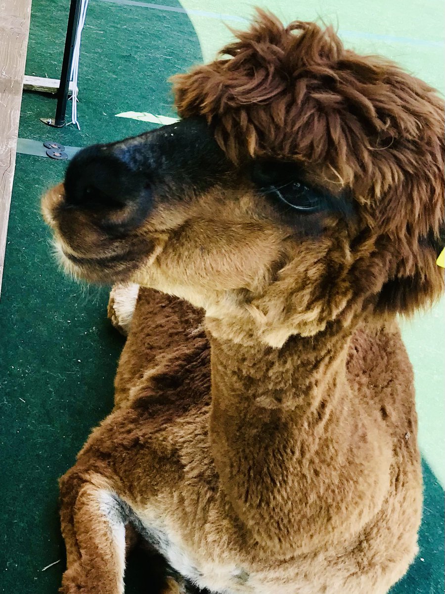 ☆SOLD！アルパカごりらぶ(*´∇｀*)♪☆ご購入確定品！ボールド計4個 碧空色々 on X