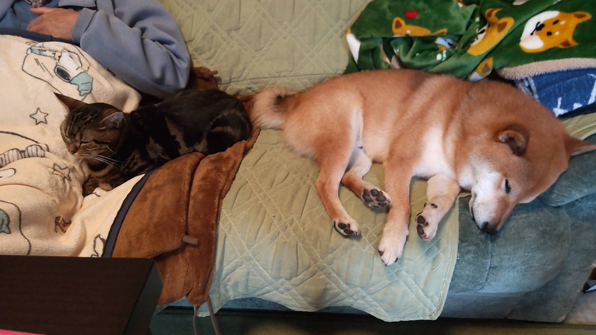 今日も寒いから、じいじの隣で暖まるにゃん😸
#にゃんすたぐらむ