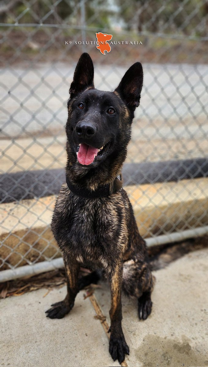 K9SA DARCY with that post swim glow

#DutchShepherd #MWD #PD #landshark #workingdogsindevelopment #VanKampftrieb #K9SolutionsAustralia🇦🇺