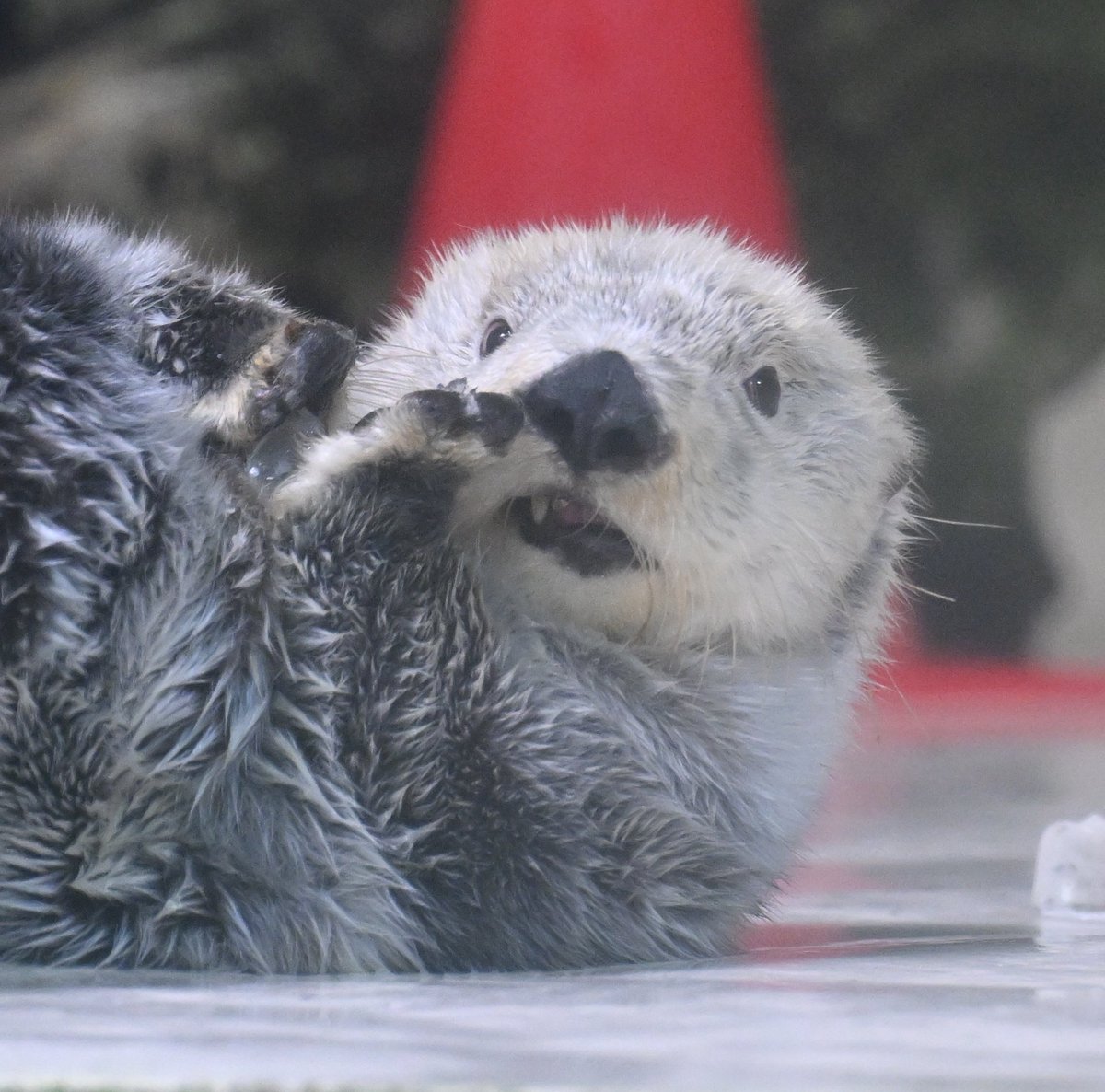 キラキュラ

キラちゃん「『キラキュラ』って5回連続早口で発音できたらすごいよ」

#ラッコ
#ラッコのキラちゃん
#鳥羽水族館