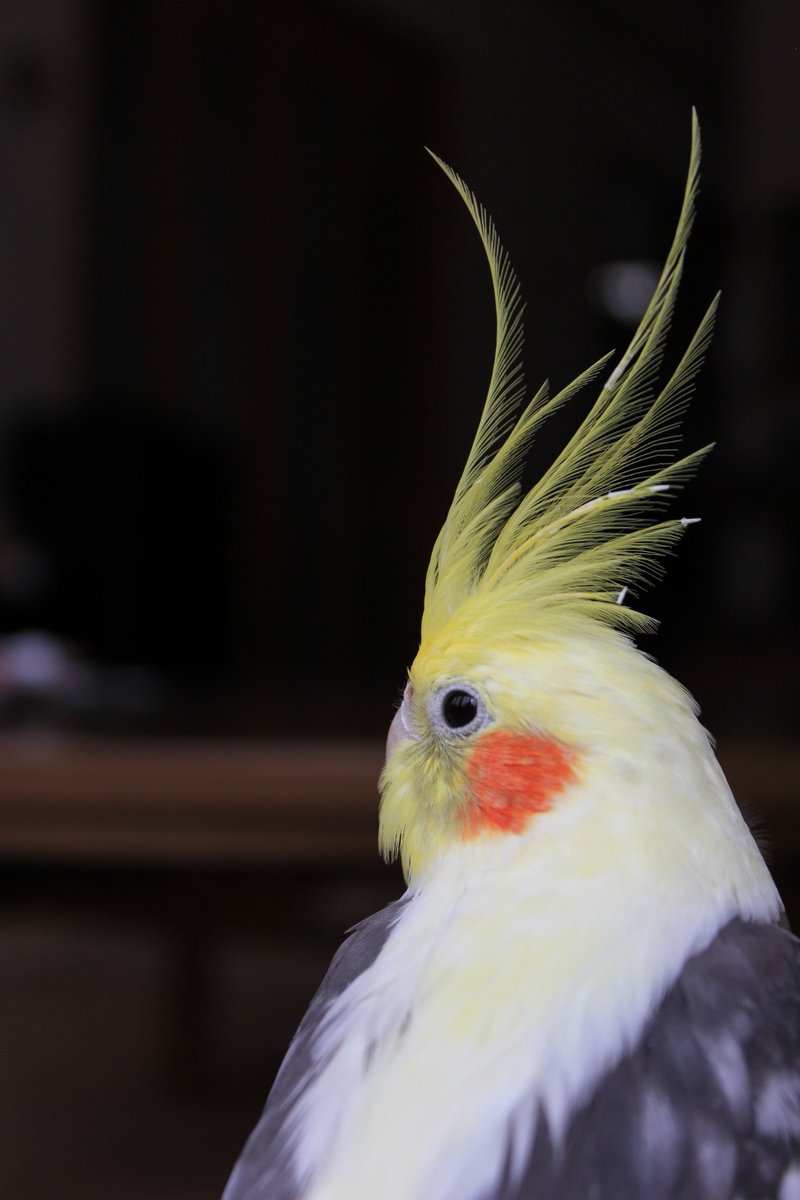 パールパイドのれもんちゃん on X