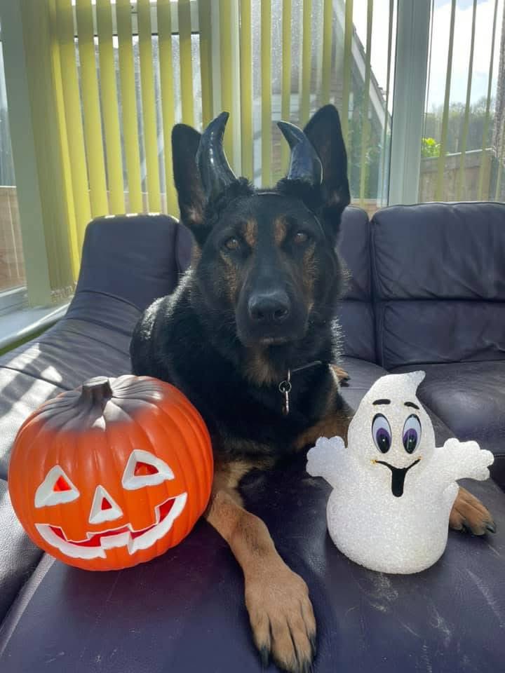 Happy Halloween 💙🐾