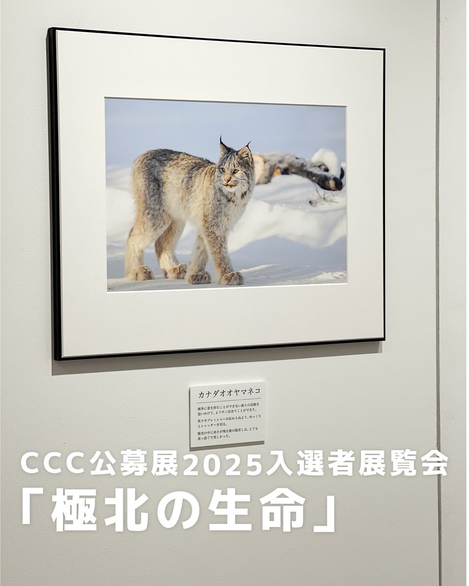 １Fギャラリーで
ただいま開催中です！✨

11/2(土)・3(日)は
トークショーを開催します⭐️

公募展2025入選者展覧会
極北の生命
~白夜と極夜の鼓動~
伊藤慶写真展

極北に息づく野生の世界を静岡に。

c-c-c.or.jp/schedule/koubo…