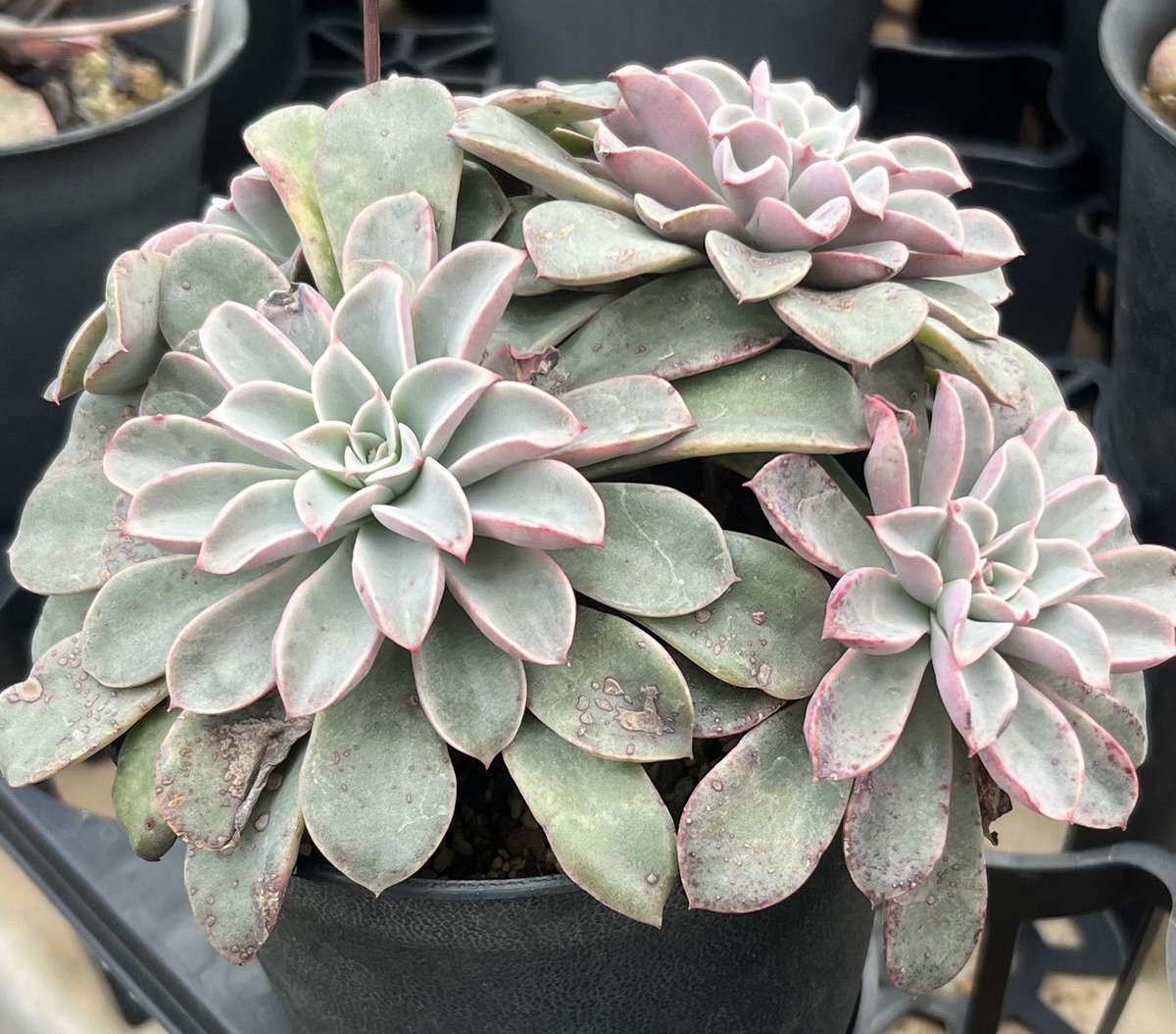 抜き苗✨レア♥️蜜桃プリン✕Prodidity✨ レア種・新品種 | PUKUBOOK SUCCULENTS