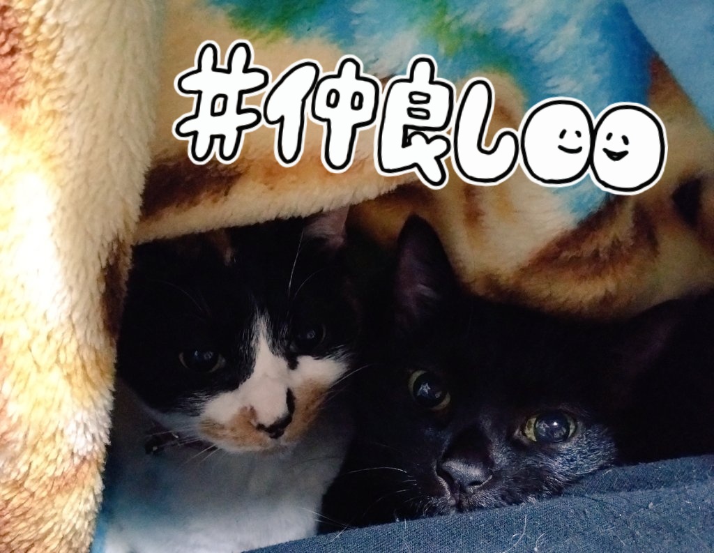 みけねこ。 (@mike_myi) / Posts / X