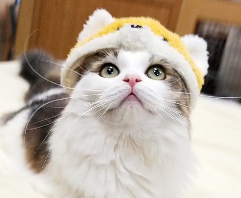 猫 ねこカフェ 猫八＆キャットホテル猫八 on X