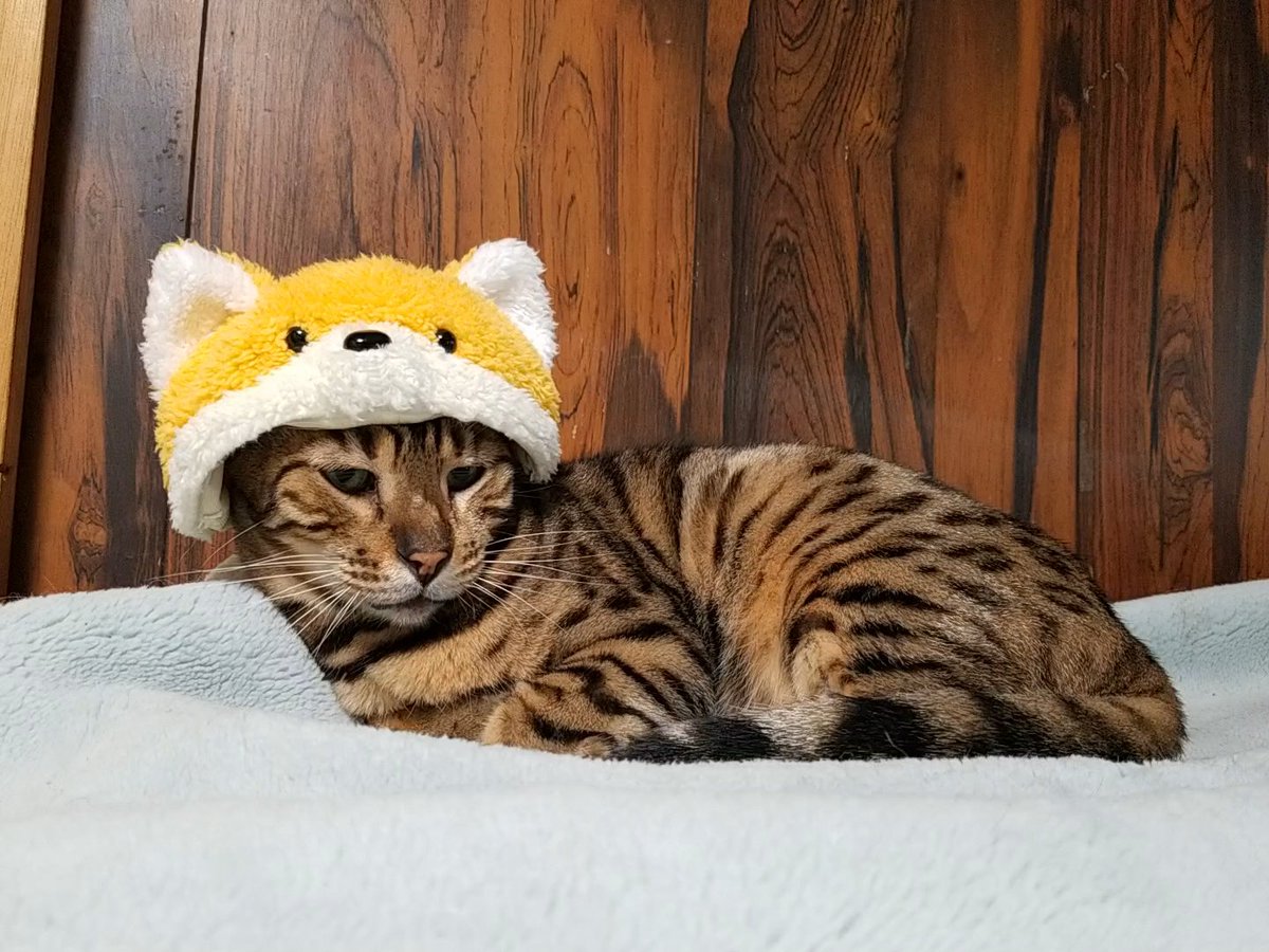 ねこカフェ 猫八＆キャットホテル猫八 on X