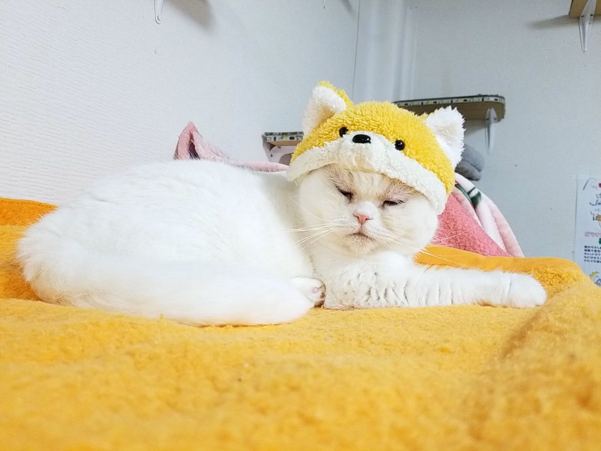 ねこねこ ねこカフェ 猫八＆キャットホテル猫八 on X