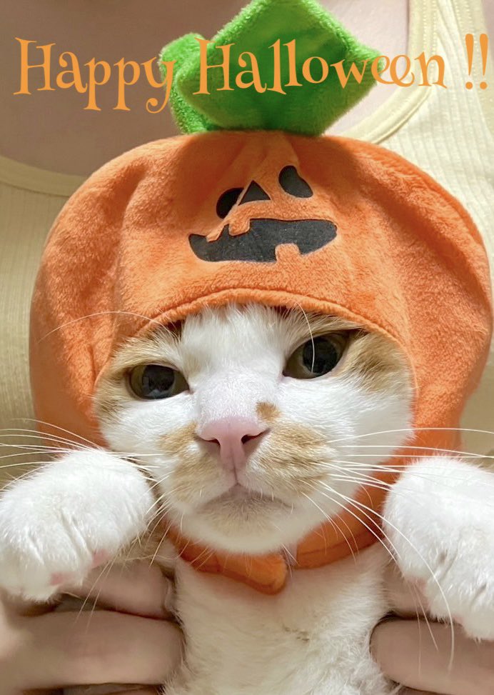 🎃Happy  Halloween ! 👻
楽しいハロウィンを…＊.:*･ﾟ

#猫好きさんと繋がりたい 
#猫のいる暮らし