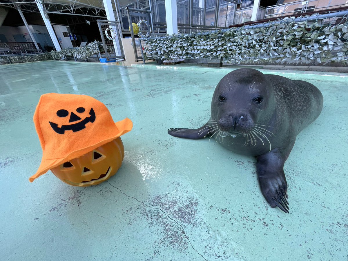 🎃👻🦭👻🎃
＼ﾊｯﾋﾟｰﾊﾛｳｨﾝ／
🎃👻🦭👻🎃

#ハロウィン #Halloween
