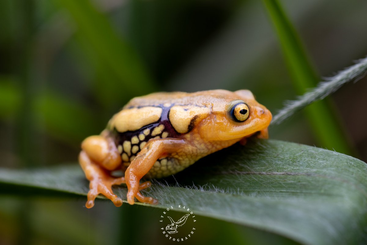 🎃 𝐒𝐎𝐌𝐄𝐓𝐇𝐈𝐍𝐆 𝐂𝐔𝐓𝐄 𝐓𝐇𝐈𝐒 𝐖𝐀𝐘 𝐇𝐎𝐏𝐒! 🎃
With its bright orange skin &amp; eerie glandular swellings, the Resplendent Bush Frog (𝘙𝘢𝘰𝘳𝘤𝘩𝘦𝘴𝘵𝘦𝘴 𝘳𝘦𝘴𝘱𝘭𝘦𝘯𝘥𝘦𝘯𝘴) from the misty grasslands of the #WesternGhats looks straight out of a #Halloween horror.