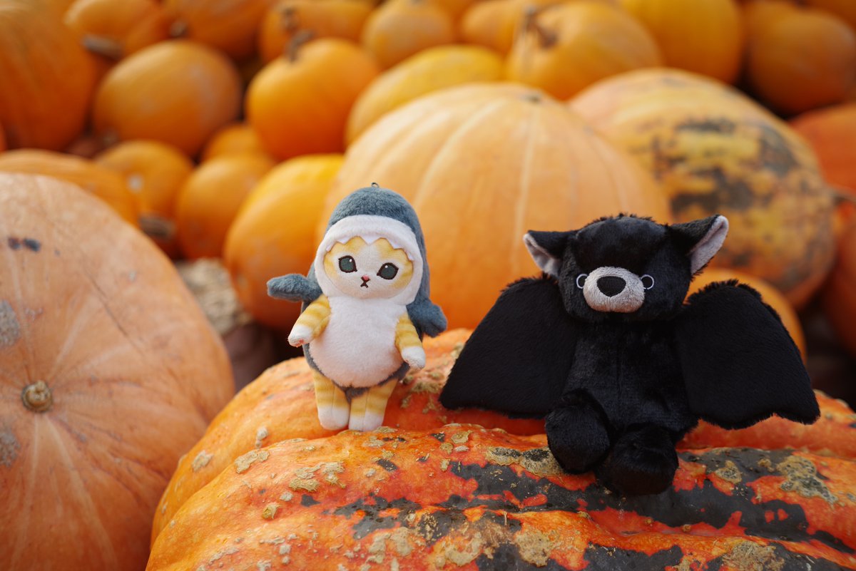 かぼちゃ様へ♥ かぼちゃ【公式】 on X