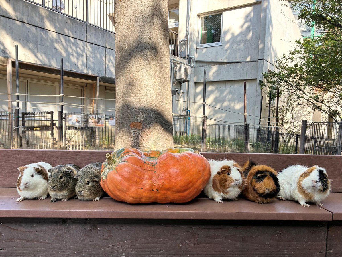 不二子 ストラクチャー TRB-10-JAN-BX テトラブロック 1セット ツヨロン(藤井電工