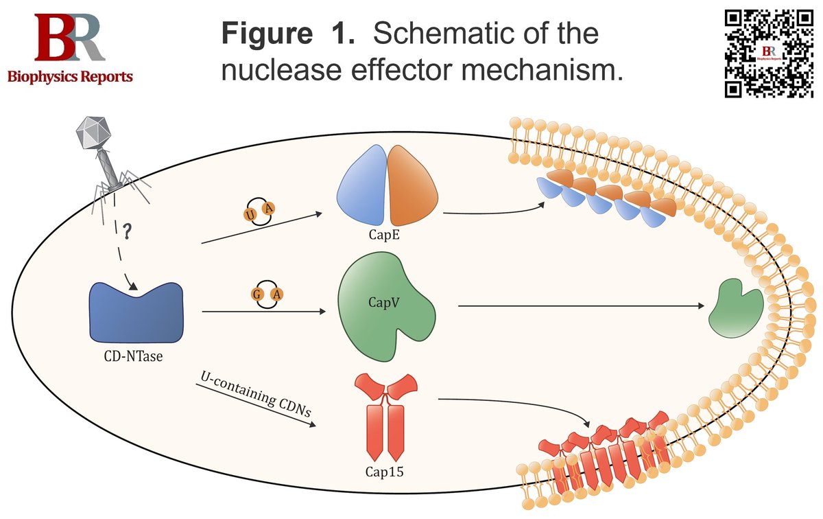 BiophysRep's tweet image. 📢 Congratulations to Yalan Zhu on their review &quot;Molecular mechanisms of CBASS-mediated bacteriophage defense&quot; published in Biophysics Reports (Online First).
🔗 doi.org/10.52601/bpr.2…
#CBASS #Programmedcelldeath #AntiCBASS #CDNTase #Immuneevasion9