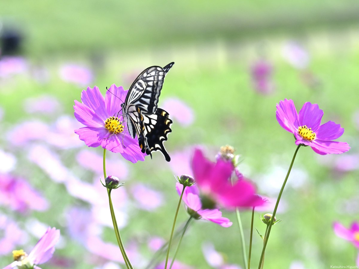 日野日出志 赤い花 絶版本☆昭和本 ハードカヴァー 幻色の孤島 d01