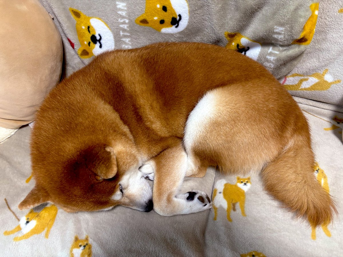 しばわんこ (@48dogchat1mame2) / Posts / X