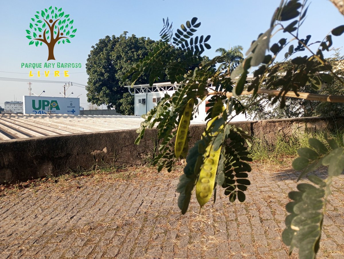 ParqueAry's tweet image. 🏥 UPA PENHA 1️⃣7️⃣ ANOS 🚑

⏳ "PROVISÓRIA" ATÉ QUANDO? 🤬

⚠️ 1️⃣6️⃣ OUTUBRO 2️⃣0️⃣2️⃣5️⃣ ⚠️

✊🏿 PARTE 1️⃣ ✊🏻

❓ ATÉ QUANDO NOSSO "PULMÃO DA ZONA DA LEOPOLDINA" ADOECERÁ? 🤒🫁

👣 SEGUIMOS UNINDO NOSSA: 🫂
🏘️ @LeopoldinaEmMov 🛤️

📸 @ValoresDaPenha2 ⛪🏆

👣 SIGA NOSSO @ParqueAry 🌳💚