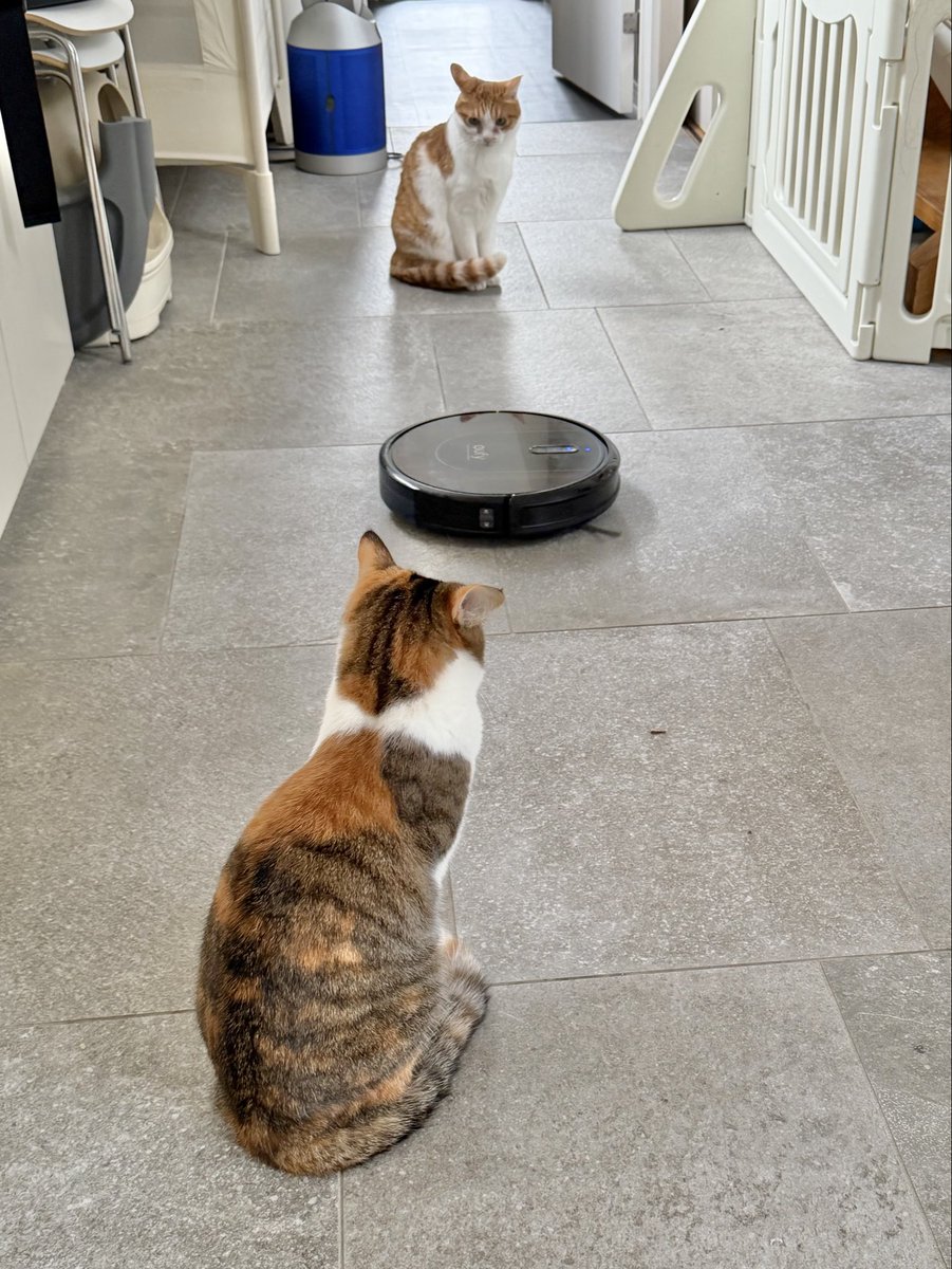 猫のツナとマヨ TunaMayo Cats (@tunamayo_cats) / Posts / X