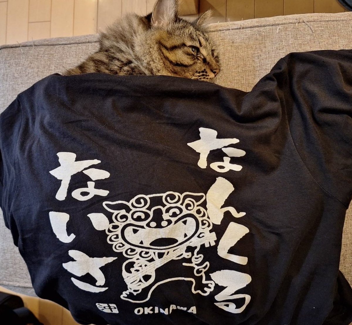 【匿名配送/未開封】TABBY CAT PAWS 待ち猫Tシャツ XL 黒柳能生 お待たせしていた猫のアレ｜黒柳 能生 公式note