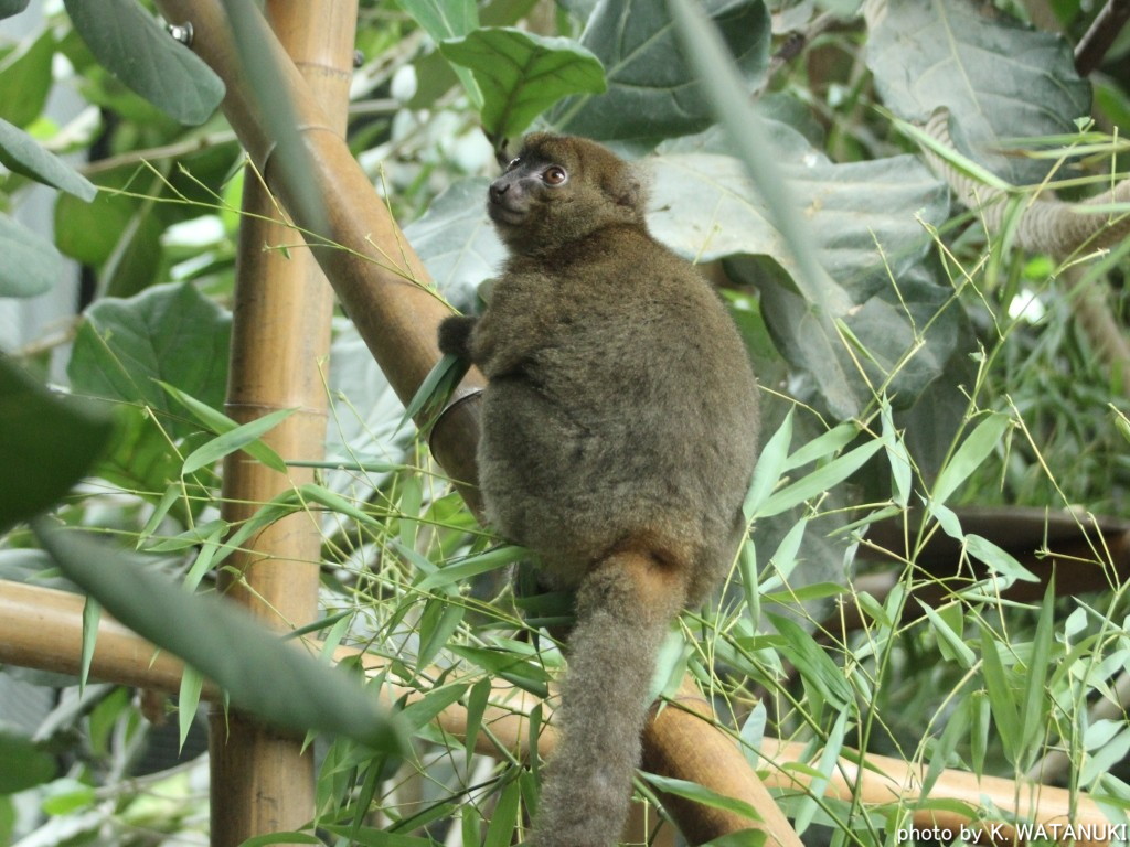 サルグミンヌ サルグミンヌ￼￼ カップ￼￼￼&ソーサー ティーカップ ポリクローム 花柄