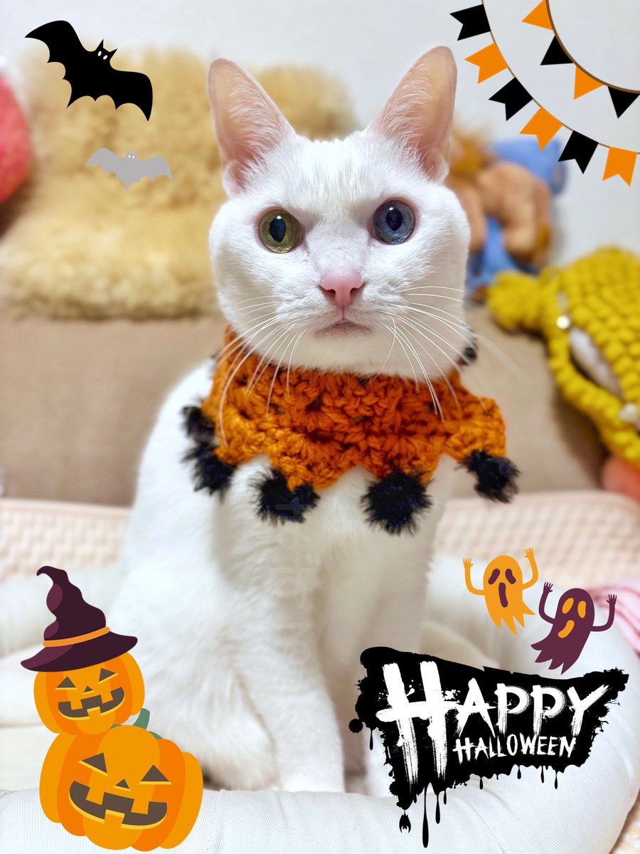 🎃HappyHalloween👻
今日は絶対にお昼寝しててオヤツ食べ損なったりしにゃいぞ！

最近サボリ気味で恐縮ですが…
うには元気です🐱

#HALLOWEEN
#猫のいる暮らし　#猫のいる幸せ　#猫