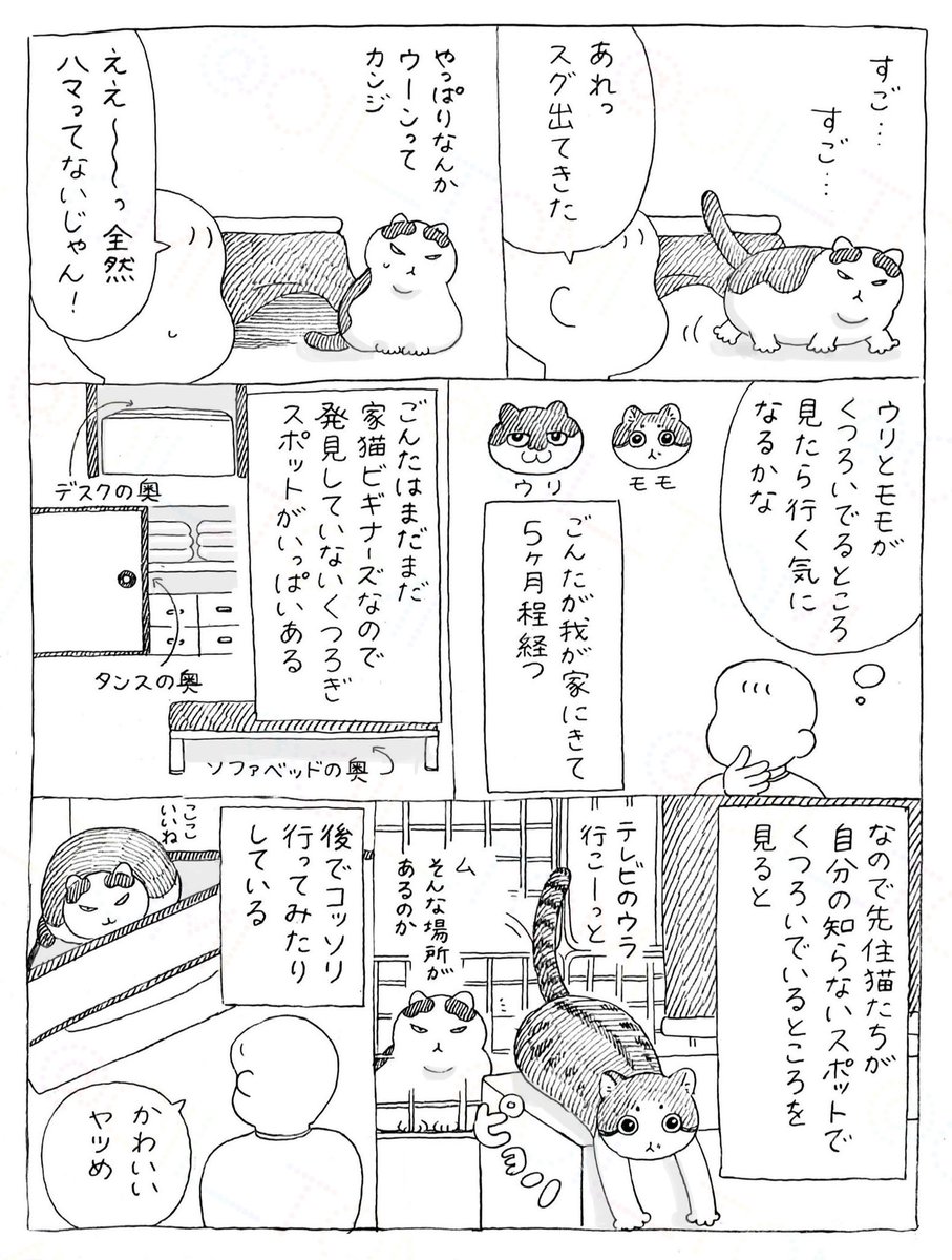 ぶーにゃんちゃん❤オーダー❤愛猫ちゃん❤お腹ぽっこり♡アートドール♡ DOLK×Floral Garden×ふにゃほわ×MYOU DOLL】 Sandra 三毛猫Limited