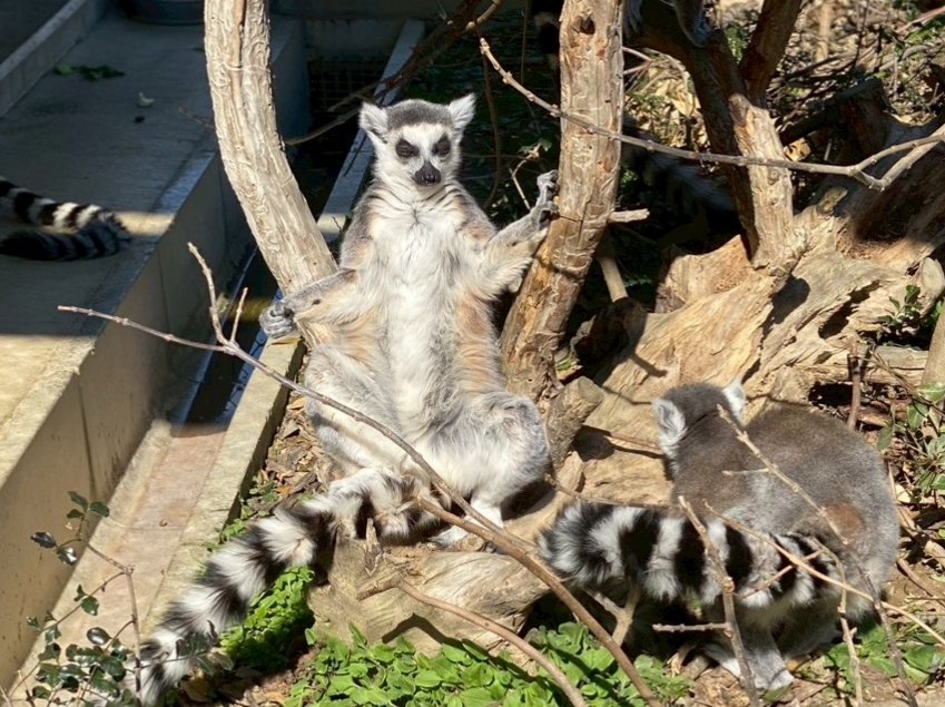 本日10月31日は「#世界キツネザルの日」です。 キツネザル類はその