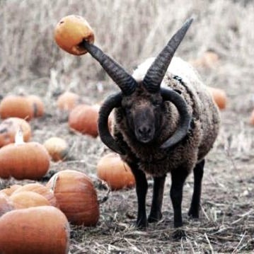 蜂鳥🏳️‍🌈（はちどり） (@hachihannah) / Posts / X