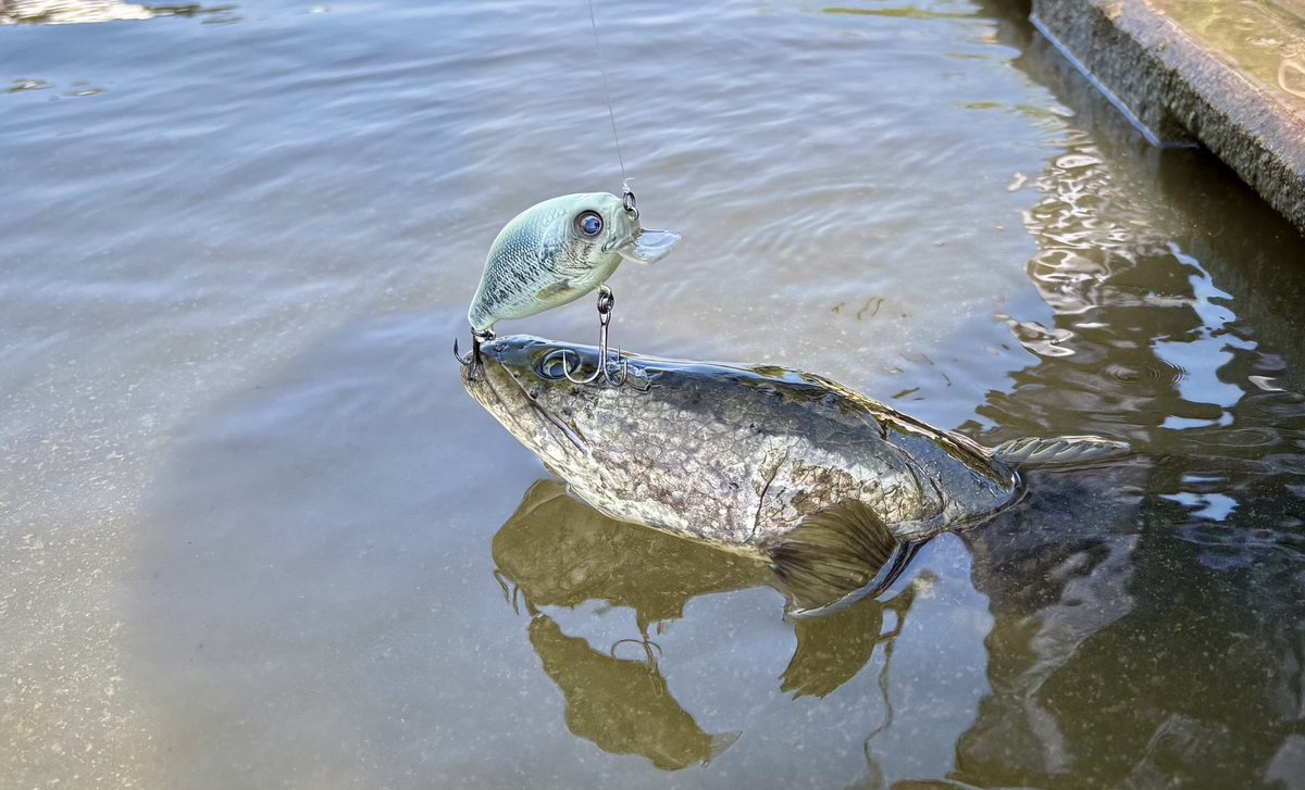 スペモン スペースモンキーズTV YouTube ジョイクロ オリカラ ガン スペモン スペースモンキーズTV YouTube ジョイクロ オリカラ ガン