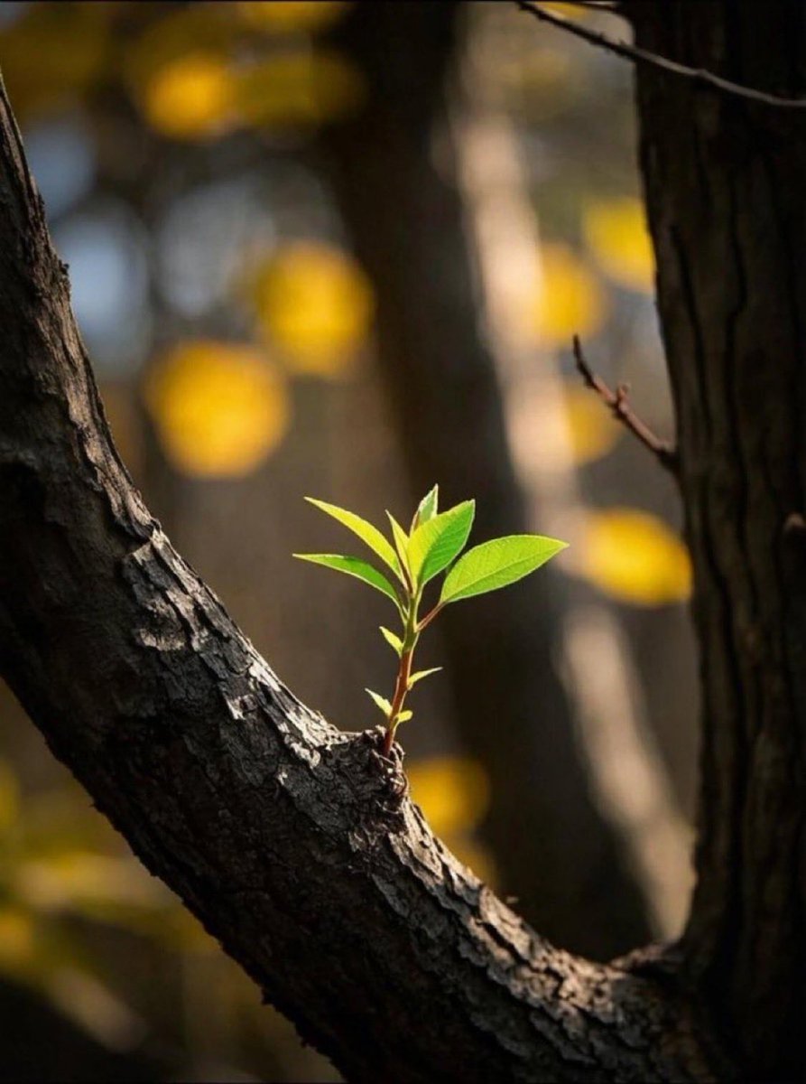 بداية جديدة ،وقصص أخرى تُفتح في أعمارنا. سنلتقي نهاراتٍ تشاركنا طُرقا صرفة، وأمسيات ترافقنا برغبتها، ومحطات أخرى.
بين الأمنيات والخواطر، سيبقى البعض يذكّرنا به، وآخرون سينشغلون بالحياة.
ولكن، هناك قهوة ما، وإشراقة شمس على فكرة ما تجعلنا نبتسم ونتابع بعزيمة.
#صباح_سعيد
#جمعة_طيبة