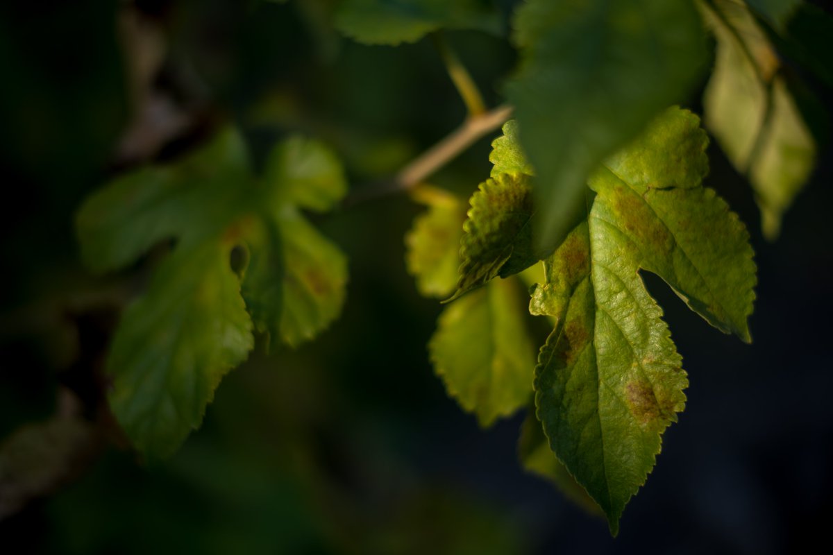 多摩動物公園にて.
Leica TL2 + TTArtisan 35mm f1.4C
