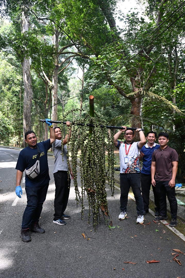 "Bushmeat" of the day. JK 😂, it is the infructescence of Arenga westerhoutii, #Palmae. Also known as Langkap in Malay. Can you guess the weight of it? 😜 Photo by SLG.

#KEP
#Herbarium