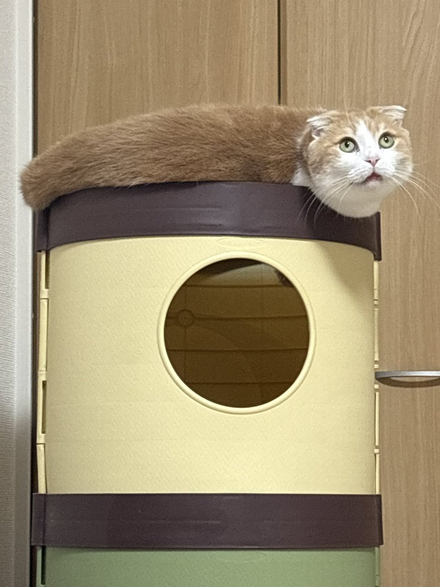 コハル(プロフご確認ください^_^ オーダーページ コハル (@kohal9000) / Posts / X