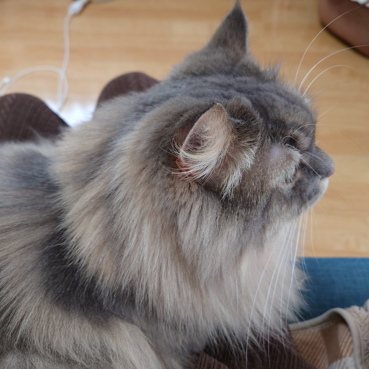 お膝乗ったり足元くっついてくれるまいえんじぇる。
部屋はぼろぼろだけど心は温かいよ笑