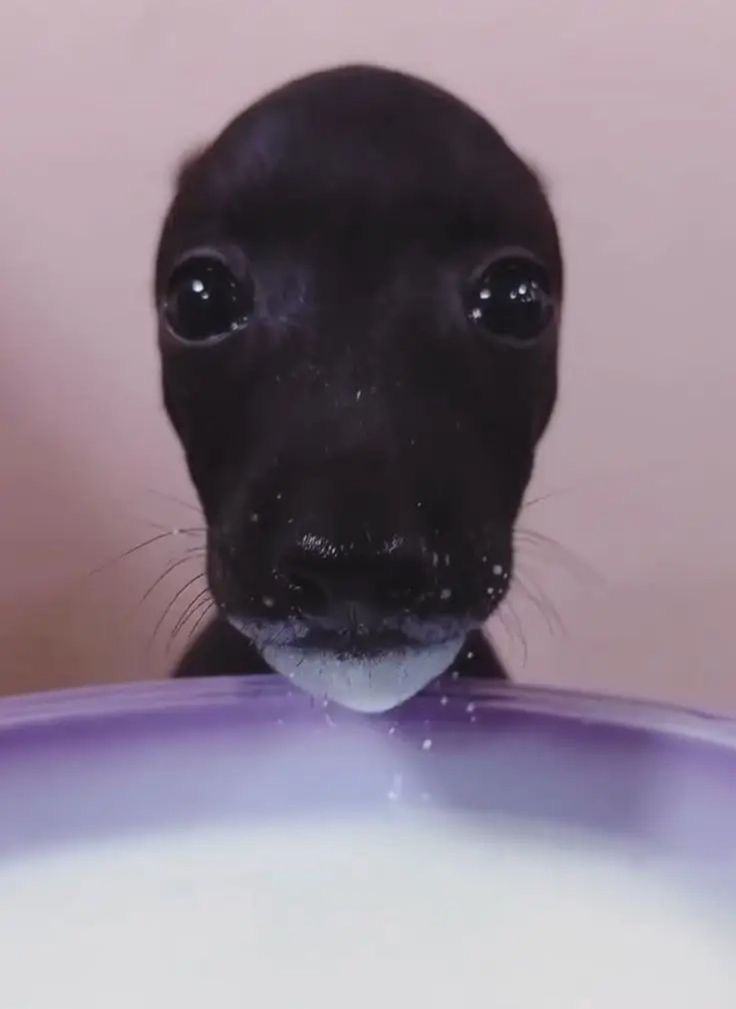 wocksicles's tweet image. jane remover ily